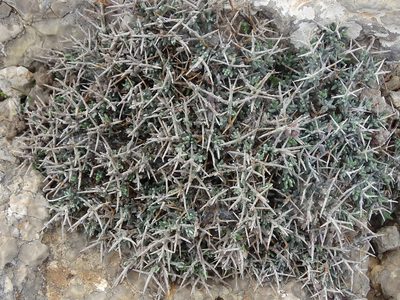Teucrium balearicum, photographed by Grzegorz Grzejszczak