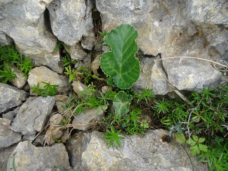 Pastinaca lucida, photographed by Grzegorz Grzejszczak