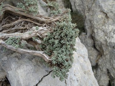 Santolina magonica, photographed by Grzegorz Grzejszczak