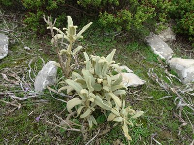Phlomis italica, photographed by Grzegorz Grzejszczak