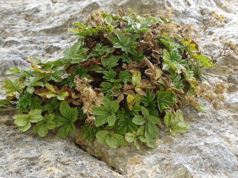 Potentilla caulescens, photographed by Grzegorz Grzejszczak