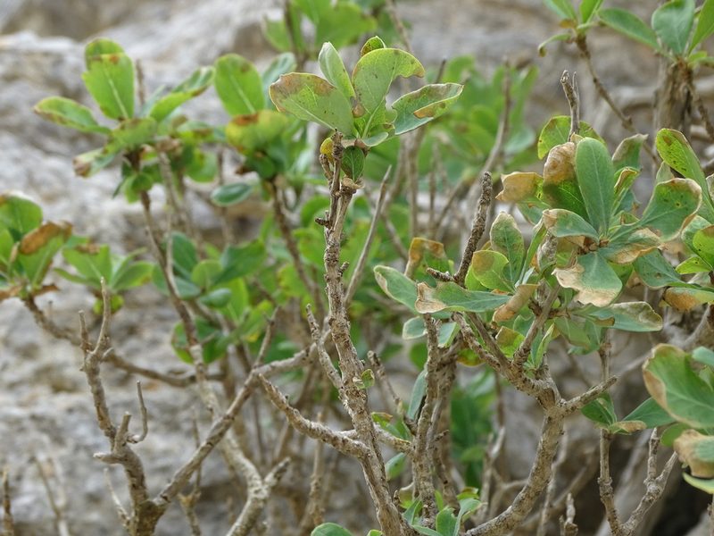 Lonicera pyrenaica, photographed by Grzegorz Grzejszczak