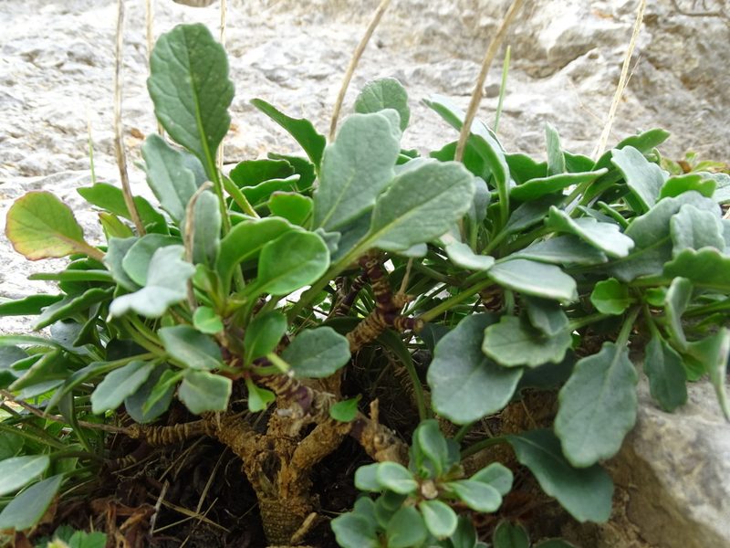 Brassica balearica, photographed by Grzegorz Grzejszczak