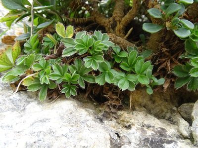 Potentilla caulescens, photographed by Grzegorz Grzejszczak