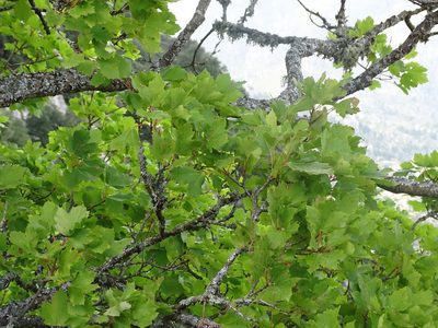 Acer granatense, photographed by Grzegorz Grzejszczak