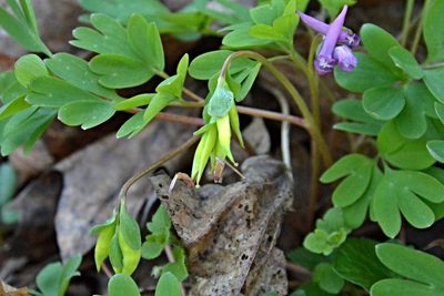 Corydalis intermedia, photographed by Petr Harant