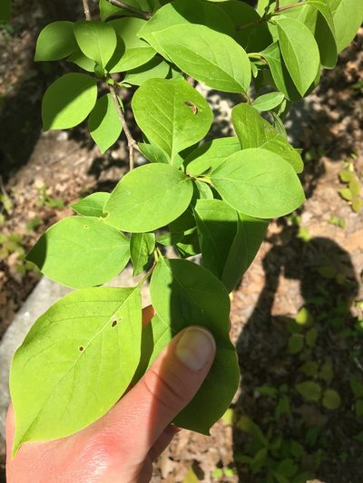 Syringa reticulata, photographed by jogarton