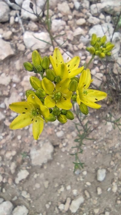 Haplophyllum linifolium, photographed by Daniel Heras González