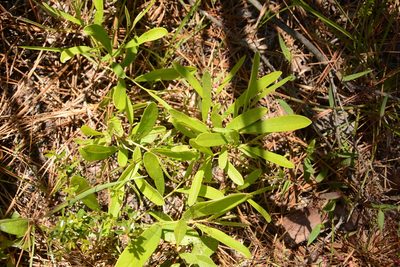 Asimina pygmaea