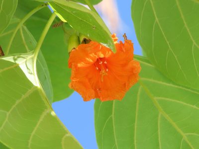 Cordia subcordata, photographed by Emanuele Santarelli