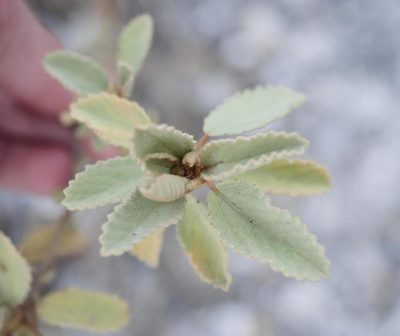 Corchorus hirsutus