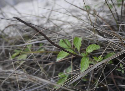 Stachytarpheta jamaicensis, photographed by Alexis Tinker-Tsavalas