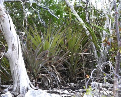 Tillandsia utriculata, photographed by Alexis Tinker-Tsavalas