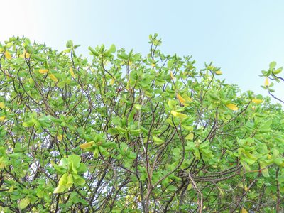 Guettarda speciosa
