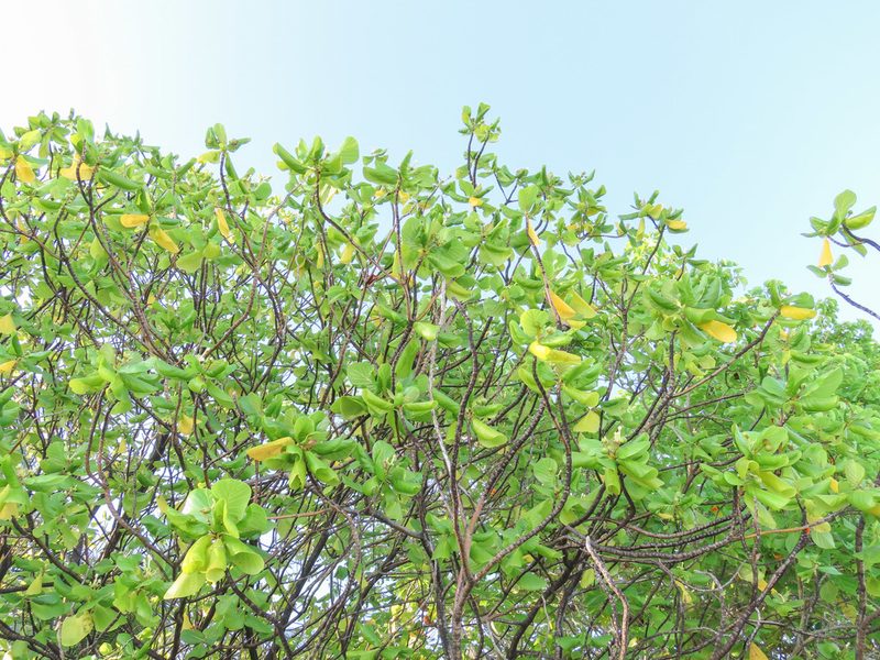 Guettarda speciosa, photographed by Emanuele Santarelli