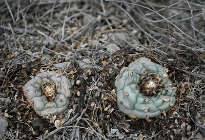 Lophophora williamsii, photographed by Alan Rockefeller