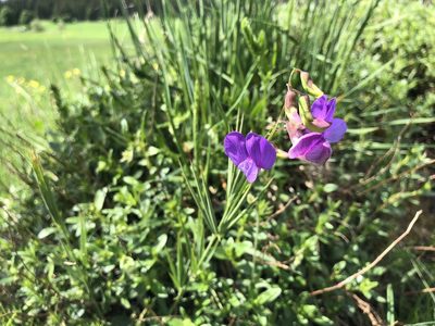 Lathyrus bauhini, photographed by Jason Grant