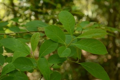 Nyssa sylvatica, photographed by Siddarth Machado