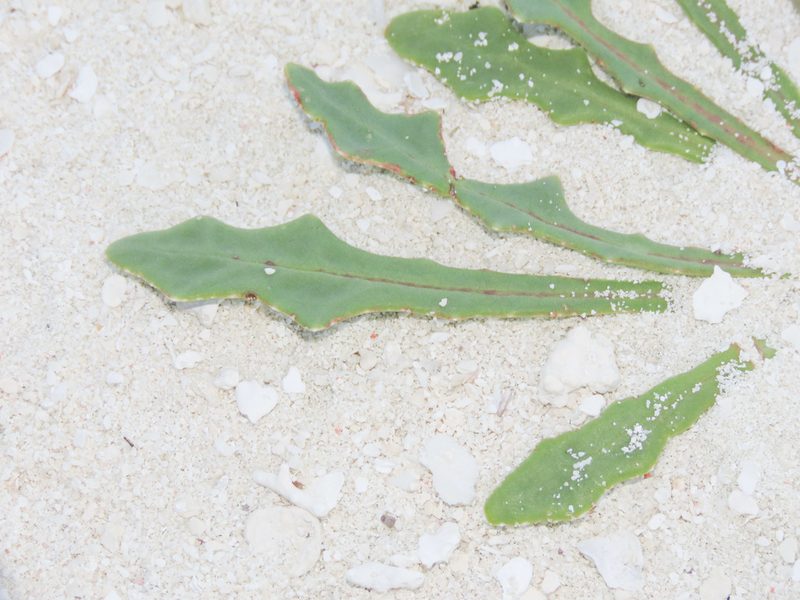 Launaea sarmentosa, photographed by Emanuele Santarelli