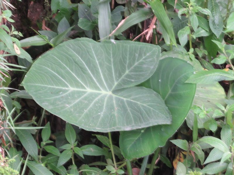 Xanthosoma taioba, photographed by Kahio Tiberio Mazon