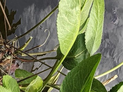 Lepidium latifolium, photographed by Piermario Maculan