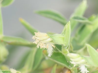 Thuarea involuta, photographed by Emanuele Santarelli