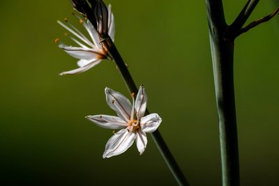 Asphodelus ramosus, photographed by WATANABE Hitoshi 渡辺仁
