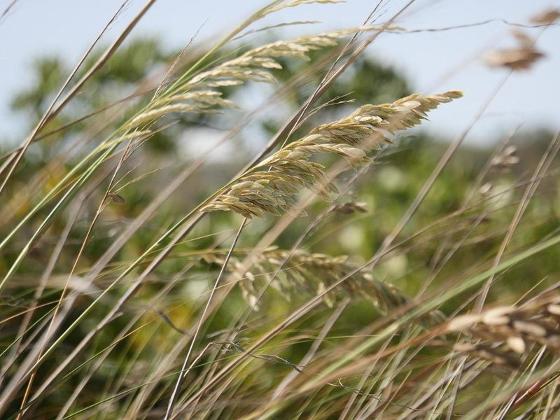 Uniola paniculata, photographed by Alexis Tinker-Tsavalas