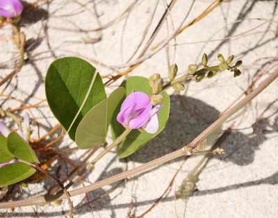 Canavalia rosea, photographed by Alexis Tinker-Tsavalas