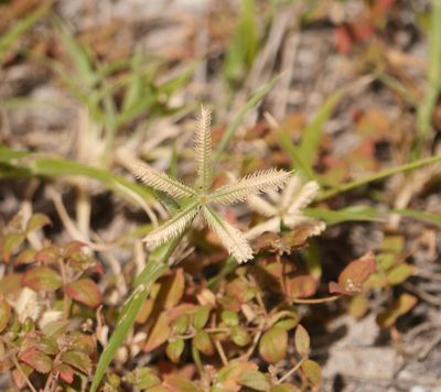 Dactyloctenium aegyptium, photographed by Alexis Tinker-Tsavalas