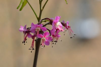 Ungnadia speciosa, photographed by Center for Urban Ecology