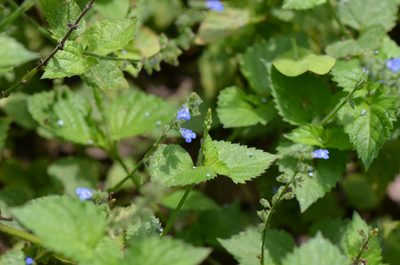 Salvia misella, photographed by Center for Urban Ecology