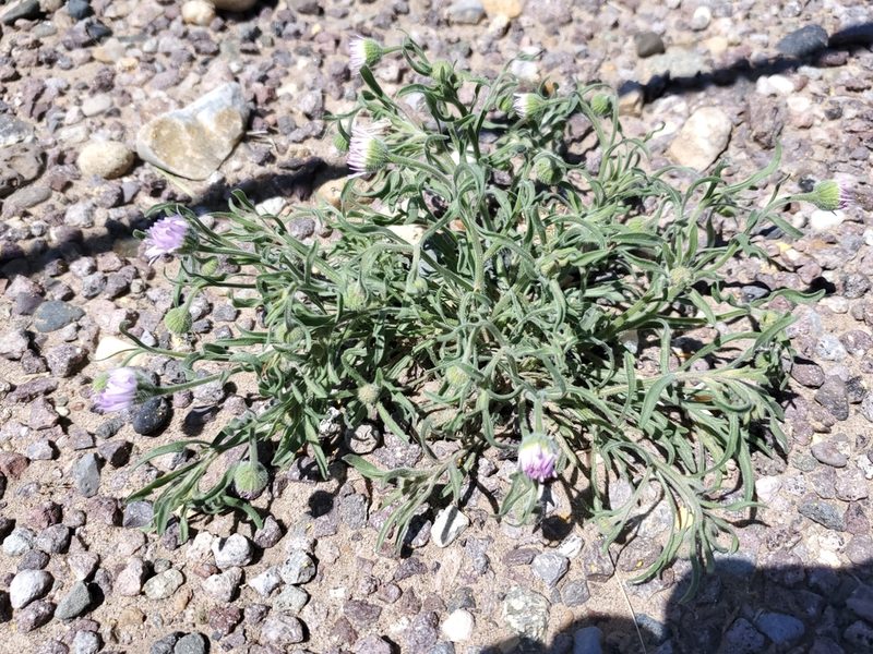 Erigeron bellidiastrum, photographed by Craig Martin