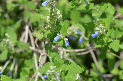 Salvia ballotiflora, photographed by Center for Urban Ecology