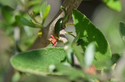 Castela erecta, photographed by Center for Urban Ecology