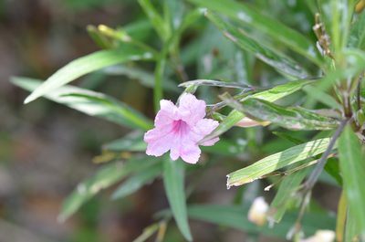 Ruellia simplex, photographed by Center for Urban Ecology