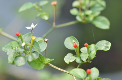 Capsicum annuum