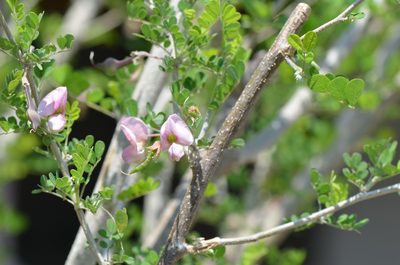 Coursetia axillaris, photographed by Center for Urban Ecology