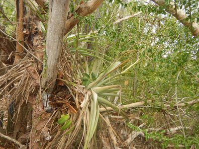 Tillandsia utriculata, photographed by stinger