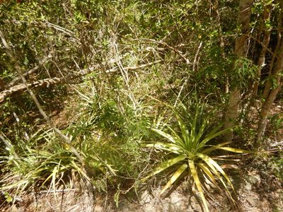 Tillandsia utriculata, photographed by stinger