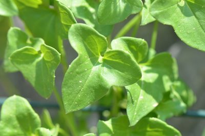 Maurandella antirrhiniflora, photographed by Center for Urban Ecology