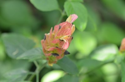 Justicia brandegeeana, photographed by Center for Urban Ecology
