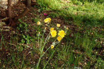 Crepis vesicaria, photographed by Julien Renoult
