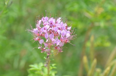 Cleome dodecandra, photographed by Center for Urban Ecology