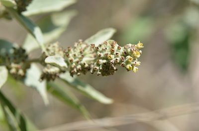 Buddleja sessiliflora, photographed by Center for Urban Ecology