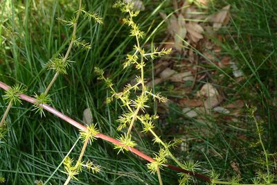 Asparagus acutifolius, photographed by Julien Renoult