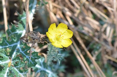 Argemone mexicana, photographed by Center for Urban Ecology