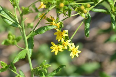 Trixis inula, photographed by Center for Urban Ecology