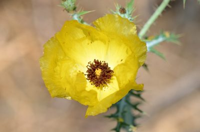 Argemone aenea, photographed by Center for Urban Ecology