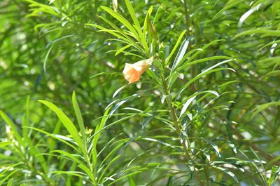 Cascabela thevetia, photographed by Center for Urban Ecology